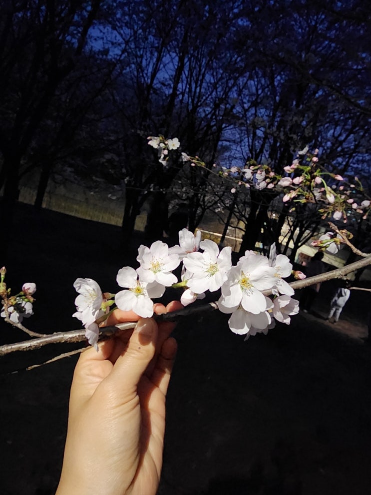  고양시 화정 벚꽃명소 성라공원 고양둥이동산 산책 / 팝콘 같은 벚꽃이 활짝 피었어요
