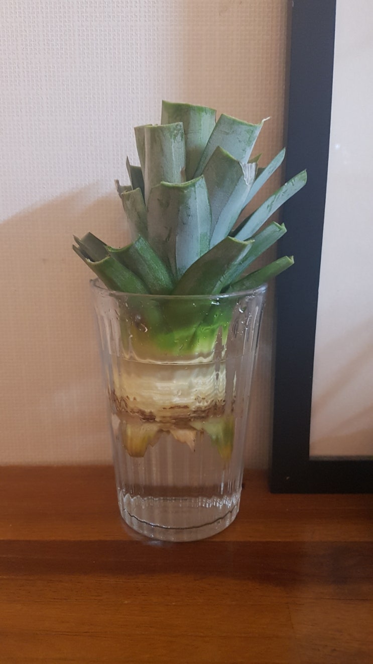  홈가드닝: 파인애플 물꽂이 키우기 뿌리내리기 재도전!