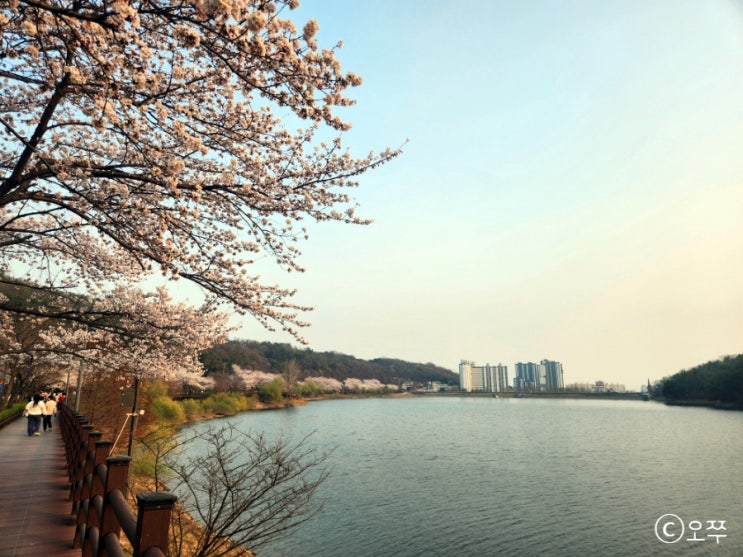  [2023년 봄 벚꽃놀이] 수원 벚꽃 명소 광교저수지