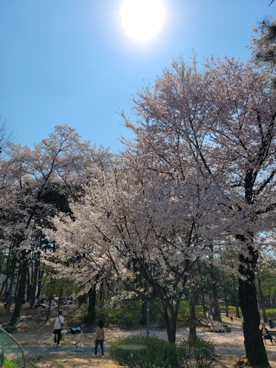  롯데리아 양재시민의숲 더블치즈버거 햄버거 포장해서 봄 소풍가기 양시숲 양재천 벚꽃놀이