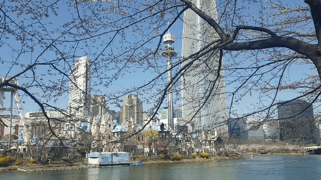  서울 벚꽃: 송파 잠실 석촌호수 롯데월드 탄천 코스 한번에