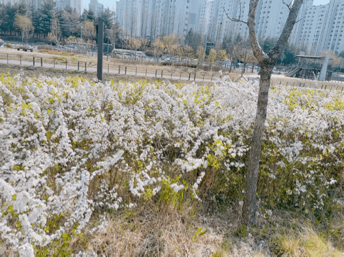  천안 신불당 물총새공원 산책 & 운동