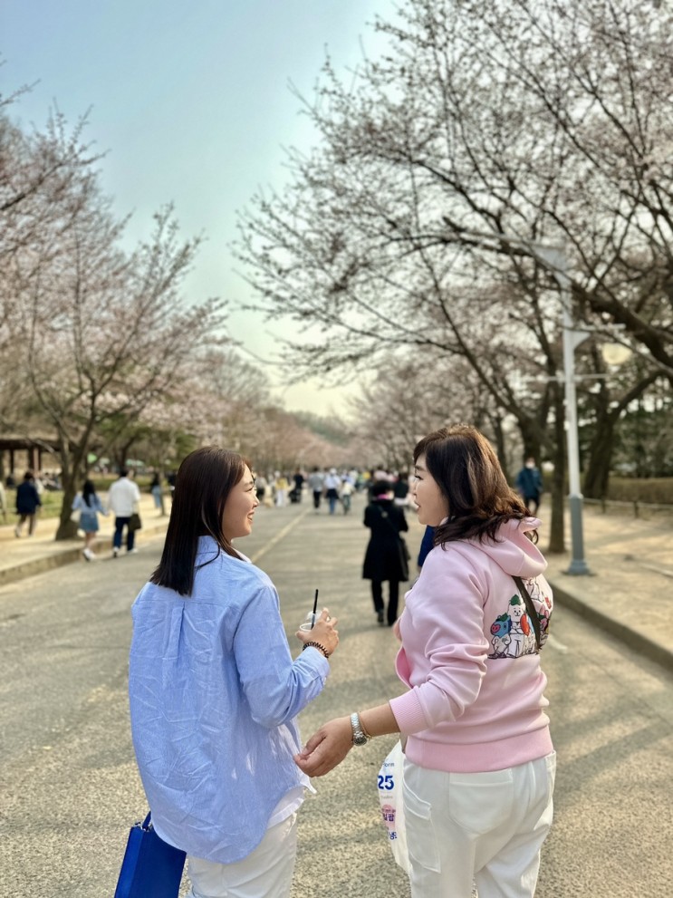 인천대공원 벚꽃 나들이, 벚꽃 축제 개화시기 현황