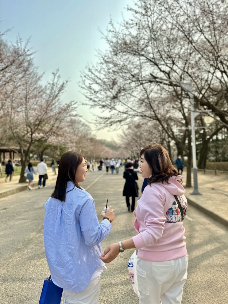  인천대공원 벚꽃 나들이, 벚꽃 축제 개화시기 현황