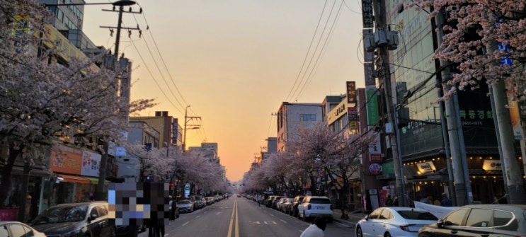  거리에 벚꽃도 지고 주말도 지고