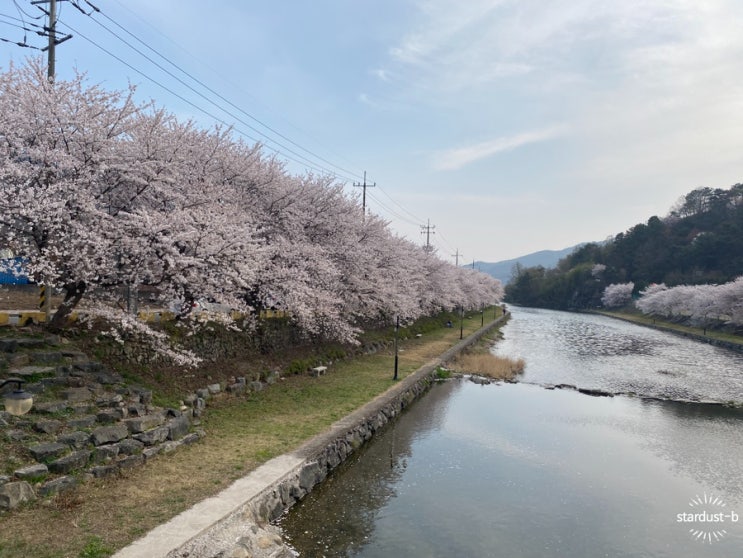  하동-  숨겨진 벚꽃 명소: 횡천교 부근 횡천강 따라 걷기 (+ 산청 시천면, 지리산 벚꽃길)