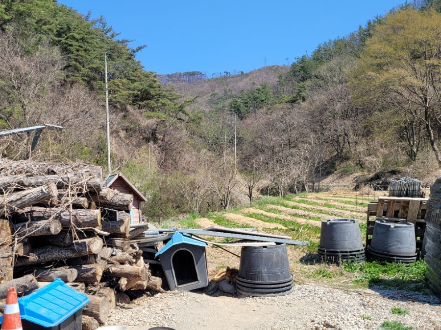 신백년 사진 4