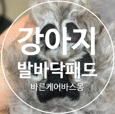  강아지 발바닥 패드 잘 관리하시고 계시나요?