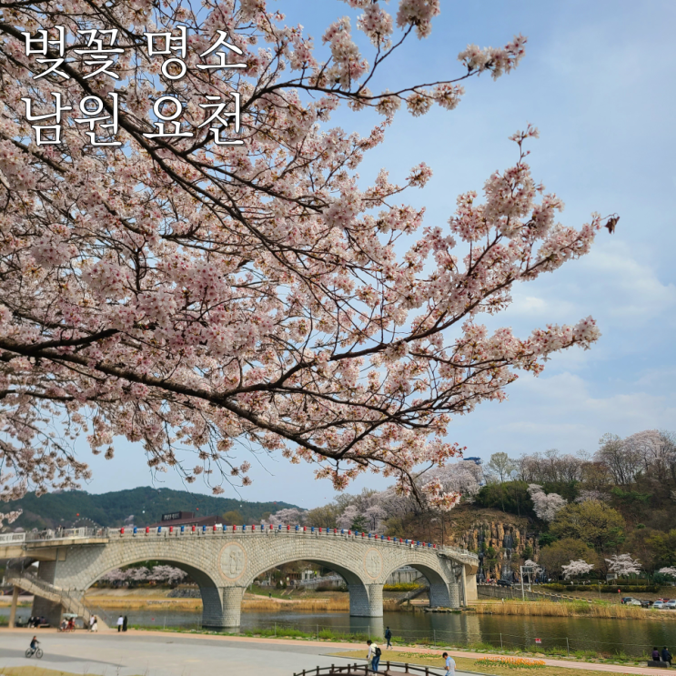  [남원 벚꽃 명소] "남원 요천 벚꽃길" :: 전주 광주 근처 벚꽃 구경, 승월교 포토존, 주차장, 오리배
