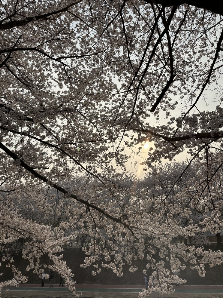 3월 마지막주 주간일기 (도쿄여행각, 인천, 프리다이빙시작, 짱구 덕질, 벚꽃, 칵테일바, 평양면옥)