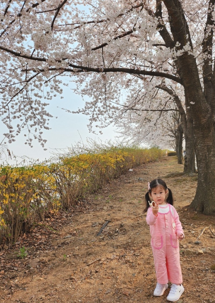 인천 숨은 벚꽃 명소에서 아기랑 벚꽃 구경