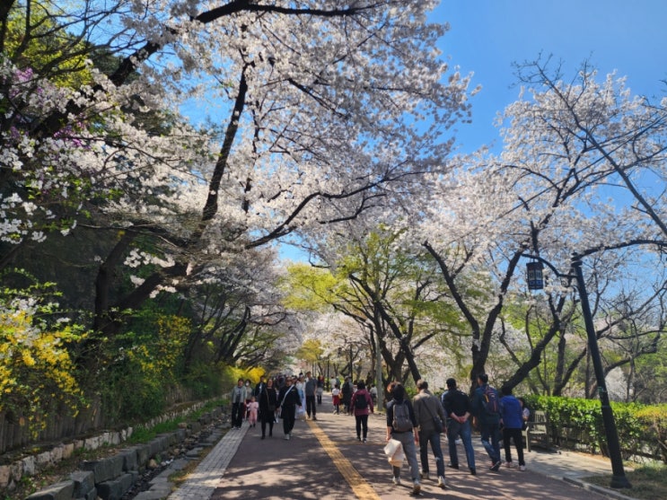  서울 벚꽃명소 남산 둘레길 벚꽃 만개 실개천 개구리알 도롱뇽 찾아봐요
