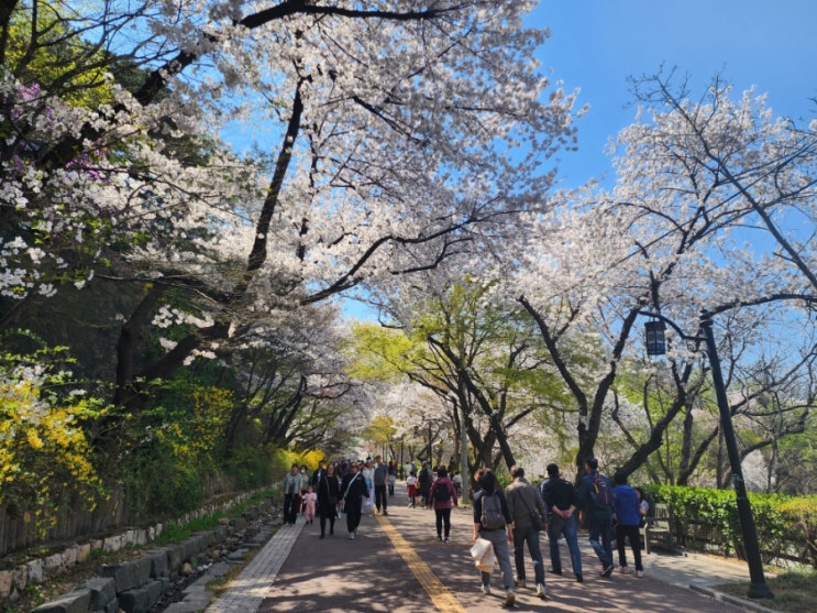 서울 벚꽃명소 남산 둘레길 벚꽃 만개 실개천 개구리알 도롱뇽 찾아봐요