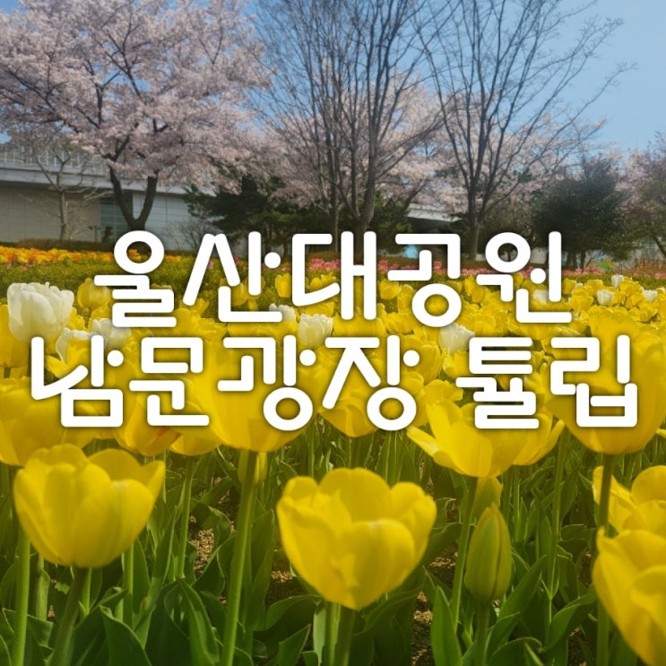  울산대공원 자전거 대여 방법, 튤립, 동물원, 벚꽃까지 데이트 코스로  좋아요!