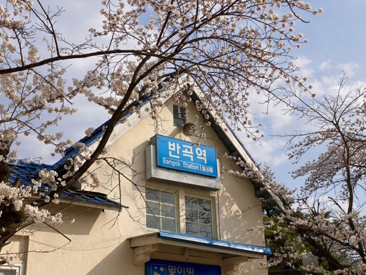  원주 벚꽃명소 ‘반곡역’ 사진찍기좋은곳 / 4월1일 개화상황 주차 꿀팁