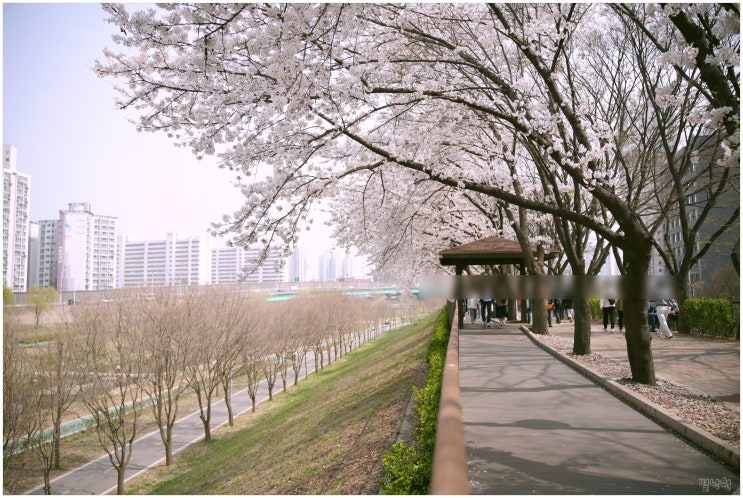  도림천 벚꽃 구경_ 신도림역부터 도림천역까지 숨은 서울 벚꽃 명소