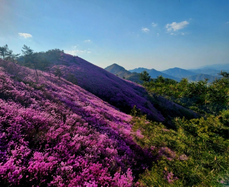 창원 천주산 진달래 축제 등산