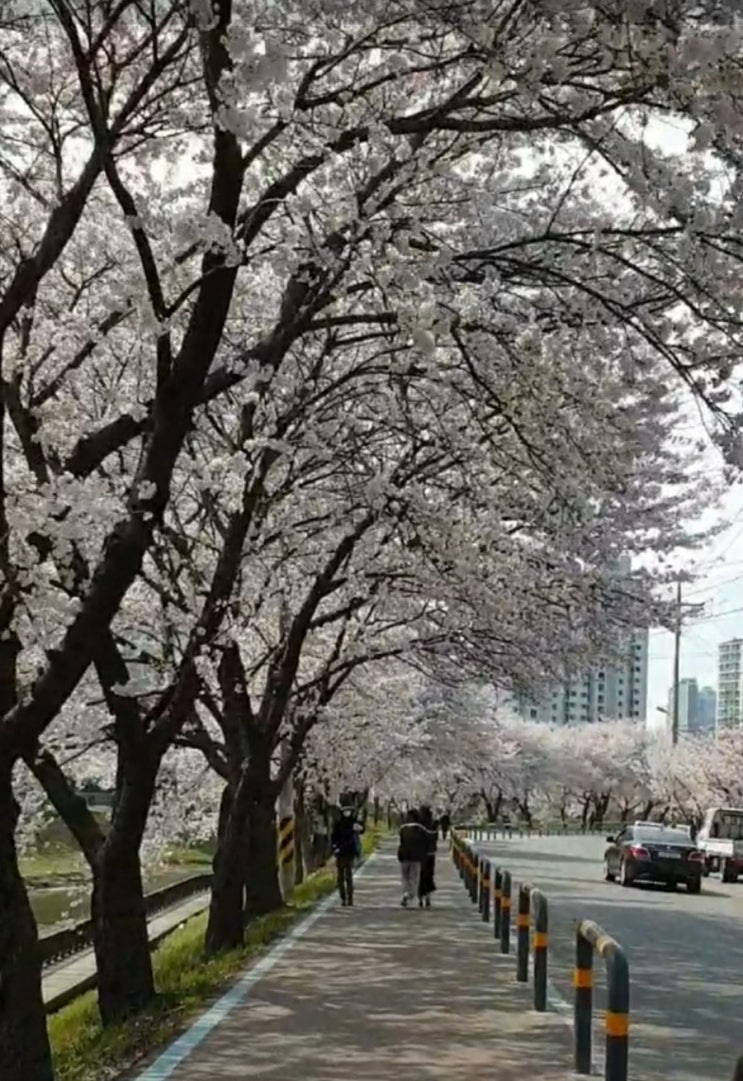  김포 벚꽃축제 금파로 벚꽃길
