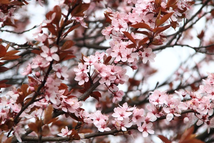 2023 벚꽃축제 이제부터가 시작 봄꽃 포함 일정 꽃말 노래 추천