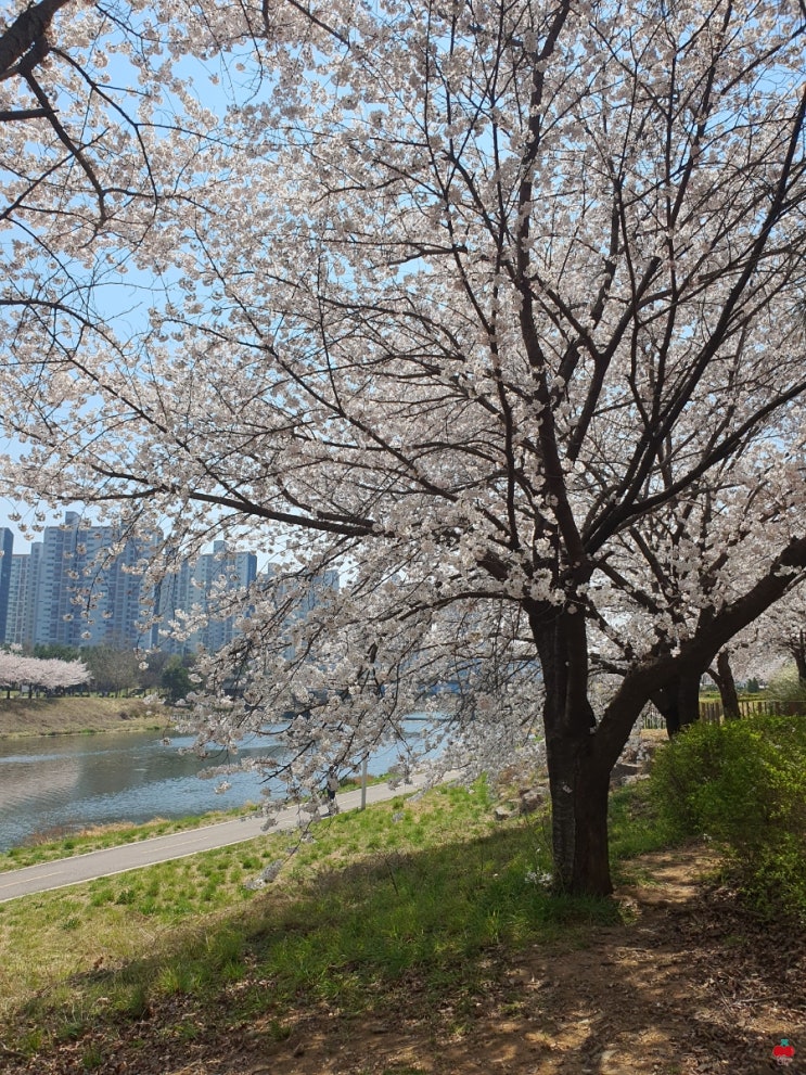 오늘 벚꽃이 만개해서 산책했어요~