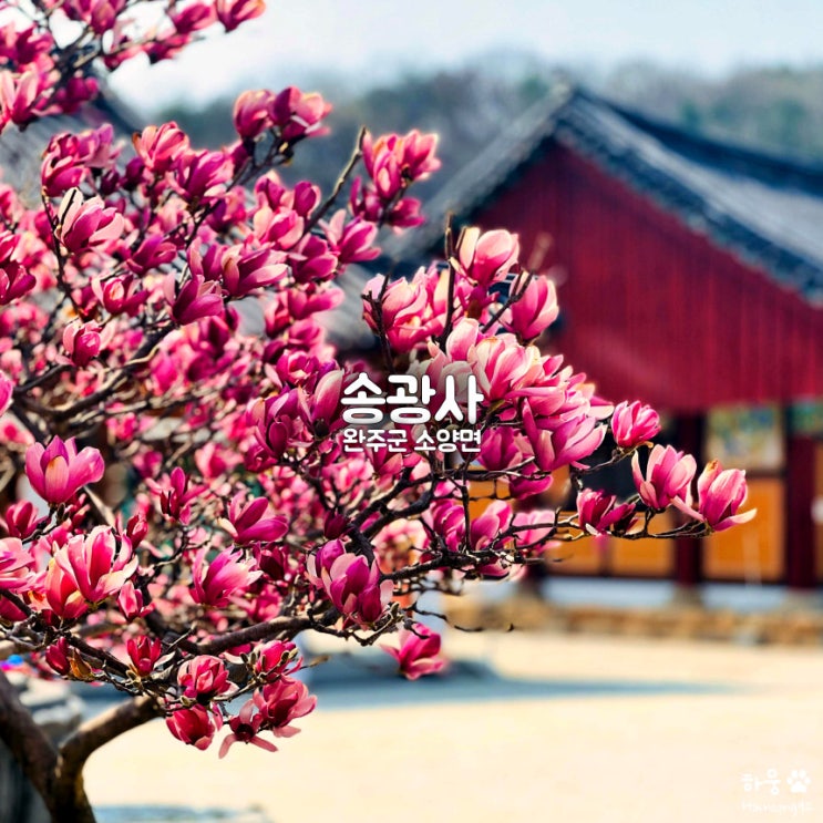  완주 소양 종남산 송광사, 전주 근교 벚꽃명소｜템플스테이 체험비용