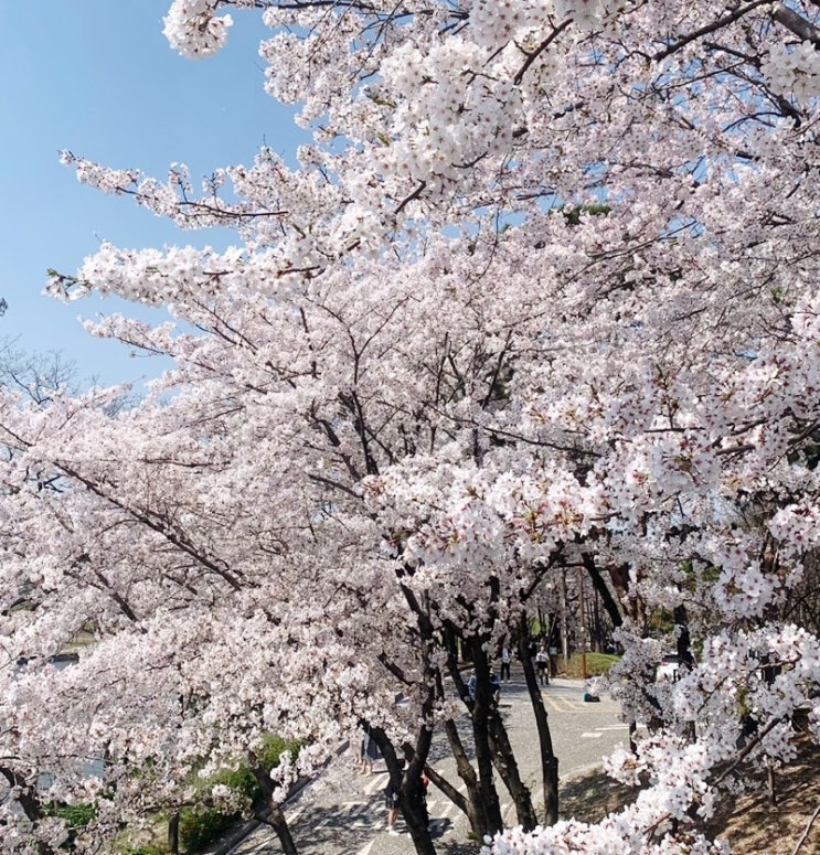 주말산책 선유도공원 벚꽃 구경 다녀왔어요