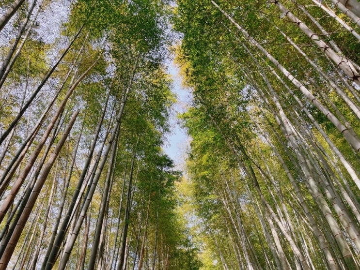  거제도 가볼만한 곳 거제맹종죽테마파크 숨소슬