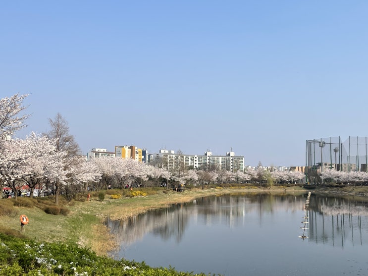  서서울 호수공원 벚꽃 봄소풍과 주차장
