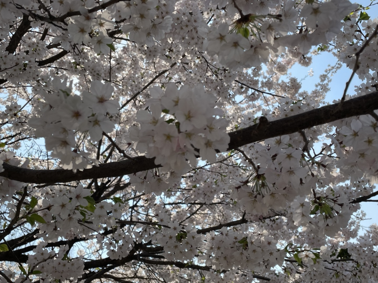  벚꽃 구경 (수원 미분당, 봉녕사)