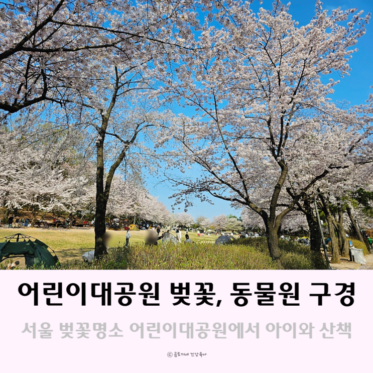 서울 벚꽃 명소 어린이대공원에서 아이와 봄꽃구경하며 동물원 산책 서울 벚꽃 명소 어린이대공원에서 아이와 봄꽃구경하며 동물원 산책