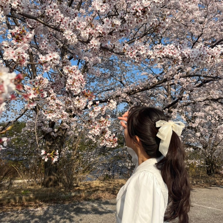  속초 벚꽃 숨은 명소 - 영랑호, 상도문돌담마을, 경동대학교 / 개화시기 주차정보