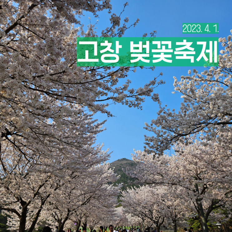 전북 벚꽃 명소 사랑인가 봄 고창 벚꽃축제 후기