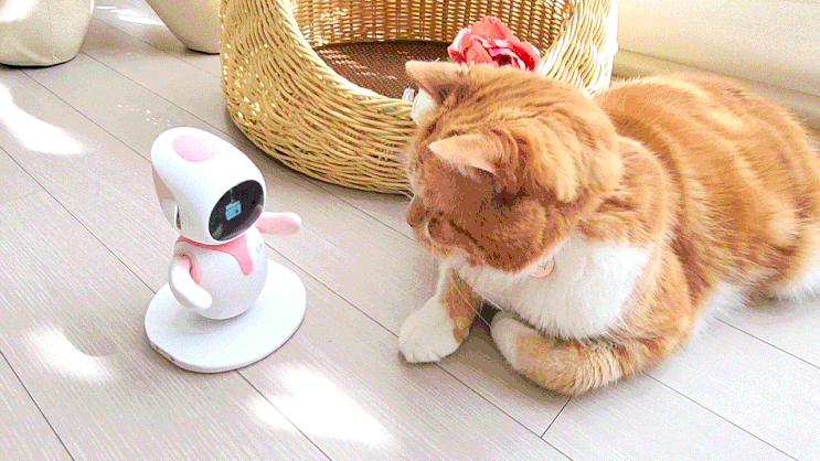  고양이 혼자 있을 때 외로움 달래주는 반려 로봇 에일릭 추천