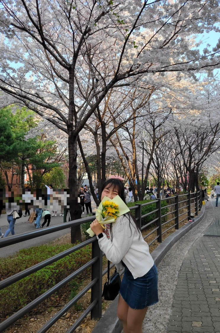 서울 벚꽃 구경 :: 공덕역 경의선 광장, 경의선공원, 2023년 4월 첫째 주 주말