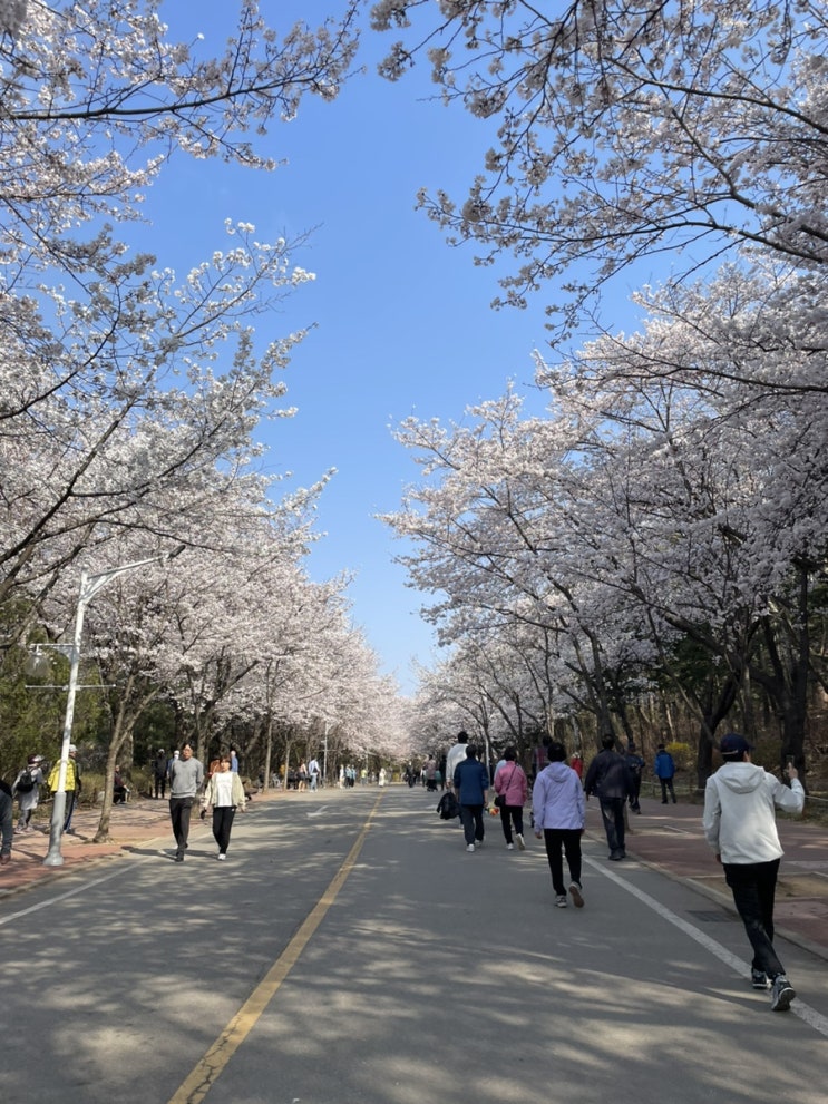 인천대공원_벚꽃 나들이