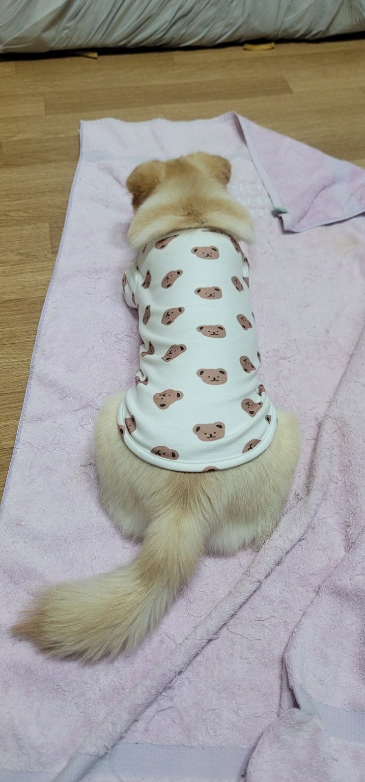  새끼 강아지 반려견 산책 시키기