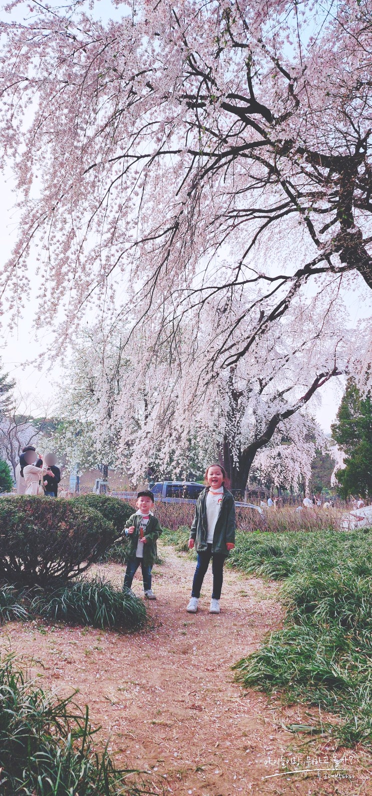 서울 아이와 가볼만한 국립서울현충원 수양벚꽃 산책길과 주차 정보