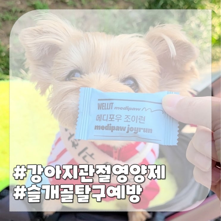  강아지 슬개골 탈구증상 다리절뚝 예방위한 노령견 관절영양제