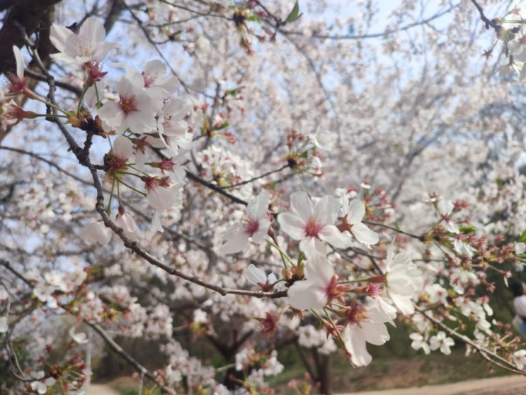 아산 둔포 중앙공원 벚꽃 나들이