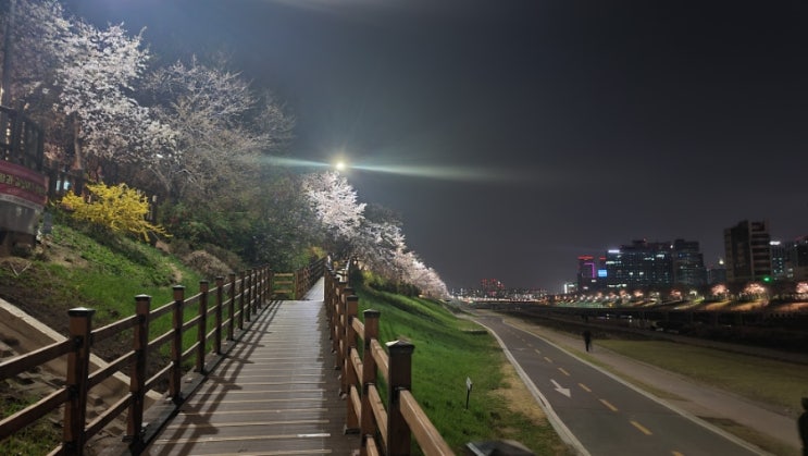  서울 안양천 야간 벚꽃길 관람 서울 둘레길 6코스