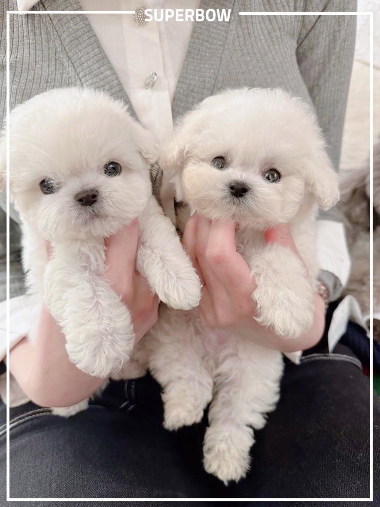 #미니비숑 #테디비숑 분양 중