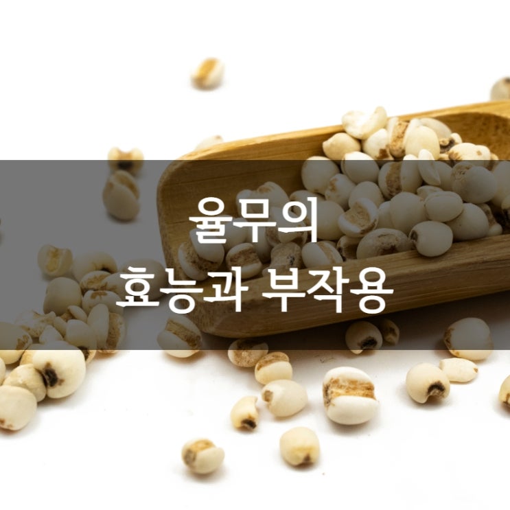  율무효능과 부작용 ㅣ 율무차 임산부 만전신부전 율무가루 율무팩