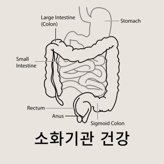  소화기관 건강 유지를 위한 5가지 방법