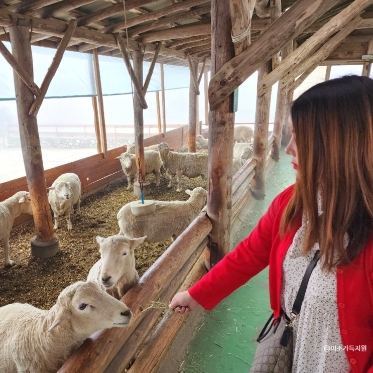 강원도 가볼만한곳  양떼목장 평창 아이와 봄 여행 체험