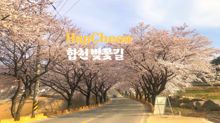  경남 벚꽃 명소 드라이브 코스 합천 벚꽃길