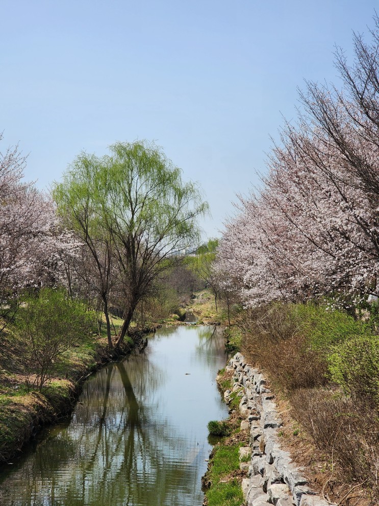 4월 3일 인천대공원 벚꽃 상황과 장수천 둘레길, 벚꽃축제 정보