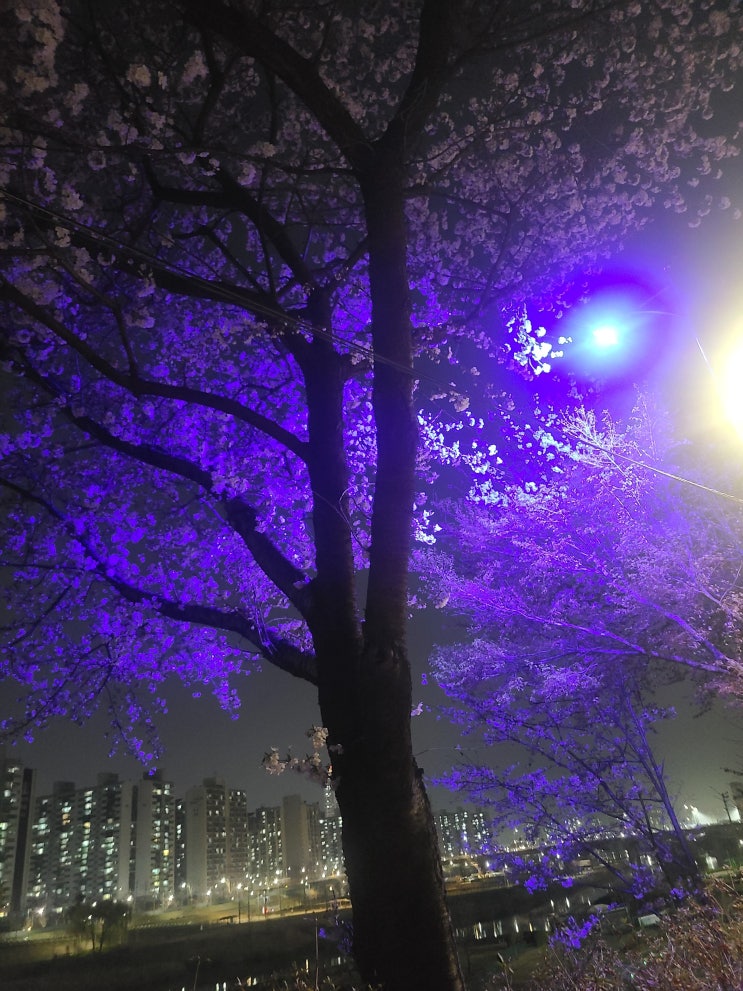  안양천 벌써 벚꽃이 만개?? 밤낮 벚꽃 나들이