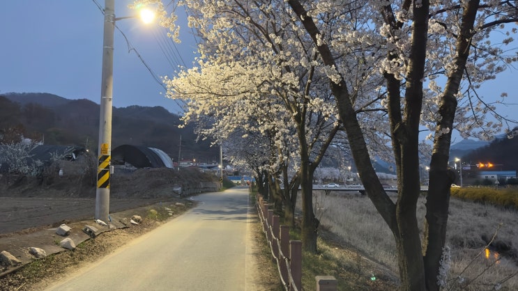  원주 벚꽃축제 버스킹 공연 장소 원주천 벚꽃길에 다녀왔어요