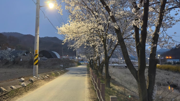 원주 벚꽃축제 버스킹 공연 장소 원주천 벚꽃길에 다녀왔어요