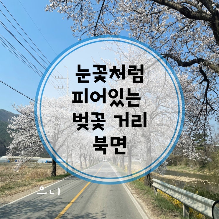  천안 벚꽃 명소, 꽃 구경과 캠핑도 가능한 곳 [북면] + 입장저수지에서 잠시 쉬어가는 시간